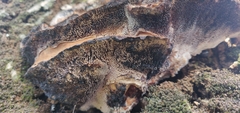 Basidiomycota