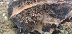 Basidiomycota