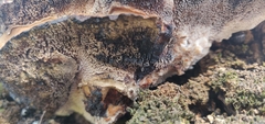 Basidiomycota
