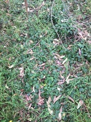 Vincetoxicum barbatum