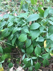 Vincetoxicum barbatum