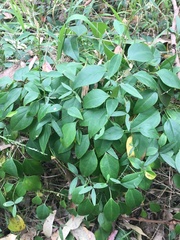 Vincetoxicum barbatum