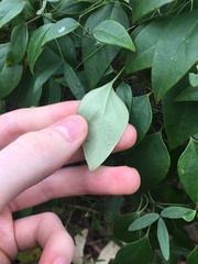 Vincetoxicum barbatum