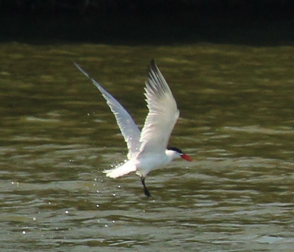 Caspian Tern