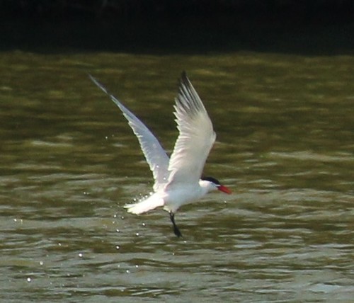 Caspian Tern