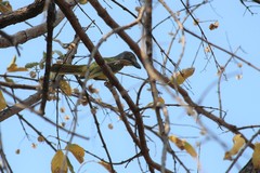 Malaconotus blanchoti