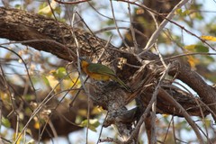 Malaconotus blanchoti