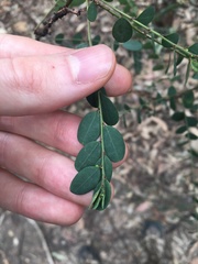 Phyllanthus gunnii
