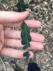 Phyllanthus gunnii