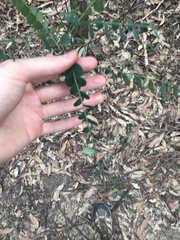 Phyllanthus gunnii