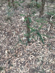 Phyllanthus gunnii
