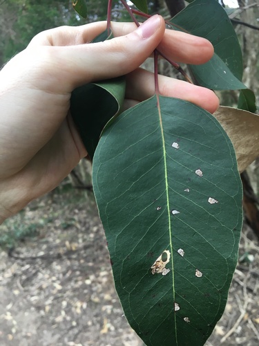 Image of Eucalyptus amplifolia by (c) Thomas Mesaglio, some rights reserved (CC BY)