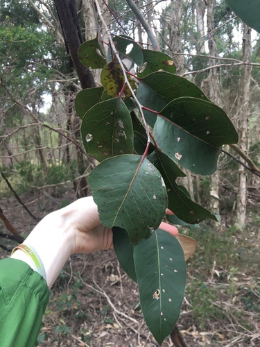 Image of Eucalyptus amplifolia by (c) Thomas Mesaglio, some rights reserved (CC BY)
