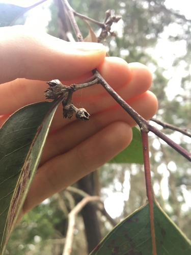 Image of Eucalyptus amplifolia by (c) Thomas Mesaglio, some rights reserved (CC BY)