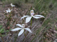 Caladenia dimorpha
