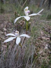 Caladenia dimorpha