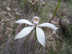 Caladenia dimorpha