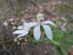 Caladenia dimorpha