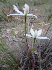 Caladenia dimorpha