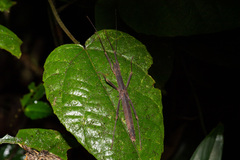 Asceles margaritatus kinabaluensis