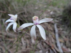 Caladenia dimorpha