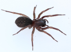 Inermocoelotes inermis