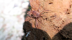 Lacinius ephippiatus