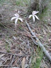 Caladenia dimorpha