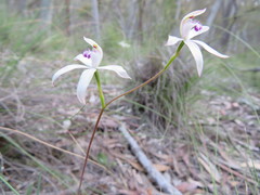 Caladenia dimorpha