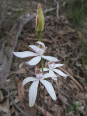 Caladenia dimorpha