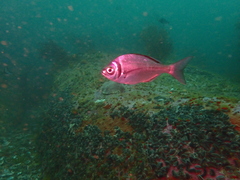 Boopsoidea inornata