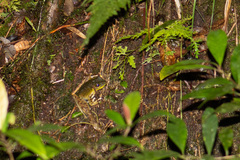 Meristogenys kinabaluensis