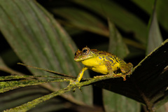 Philautus macroscelis