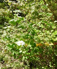 Rubus neomexicanus