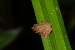 Philautus nephophilus