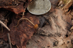 Strobilurus stephanocystis