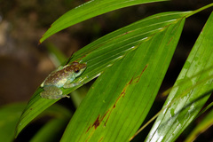 Staurois tuberilinguis