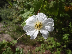 Rubus neomexicanus