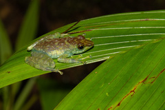 Staurois tuberilinguis