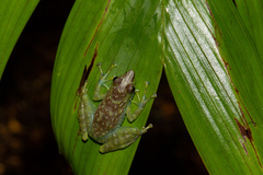 Staurois tuberilinguis