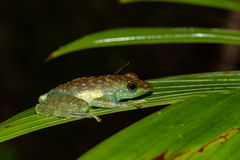 Staurois tuberilinguis