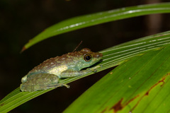 Staurois tuberilinguis