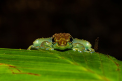 Staurois tuberilinguis