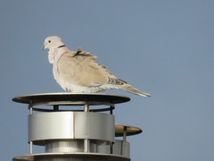 Streptopelia decaocto