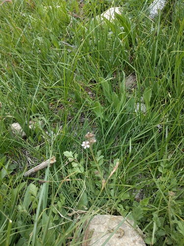 Potentilla douglasii, photograph 1