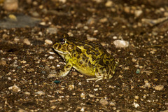 Pyxicephalus adspersus