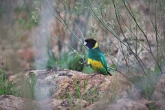 Barnardius zonarius zonarius