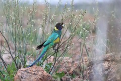 Barnardius zonarius zonarius