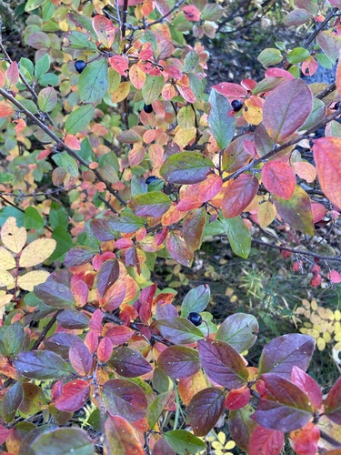 Blizgantysis kaulenis nuotrauka