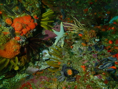 Callopatiria formosa